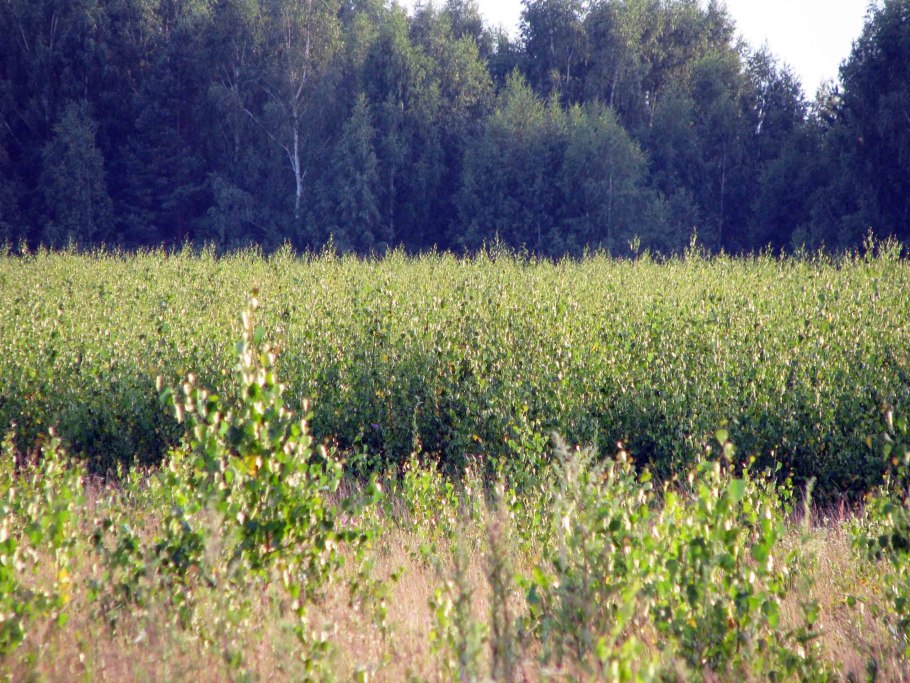 Заросшее поле