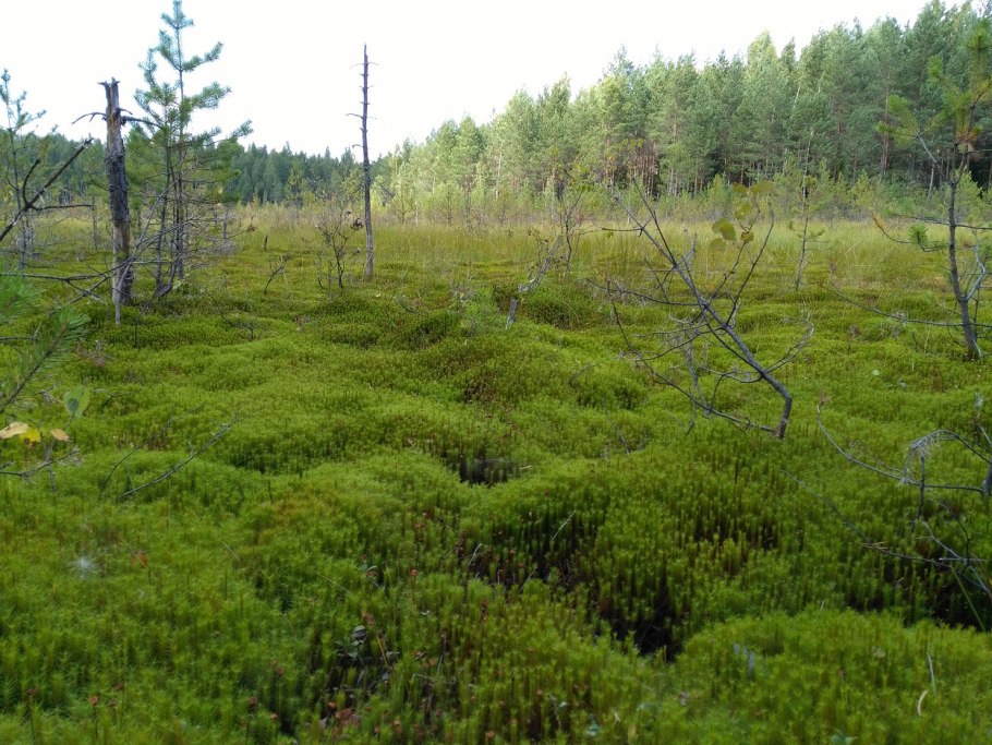 Моховое болото Таганай