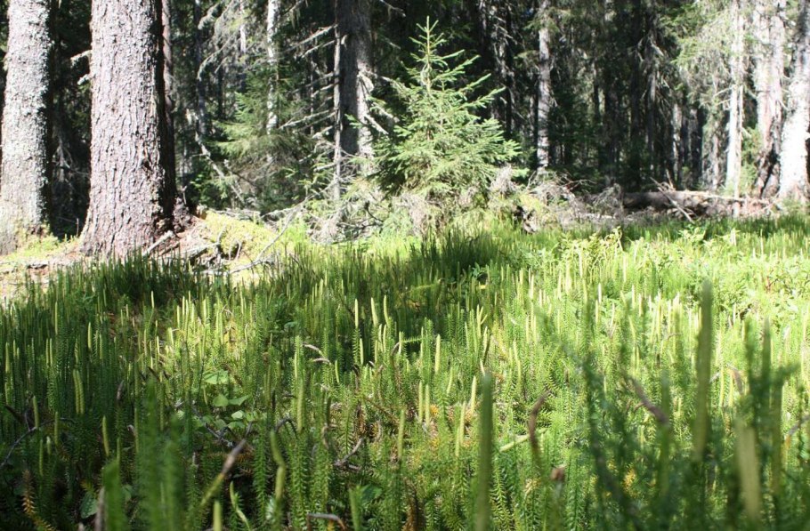 Живой напочвенный Покров леса