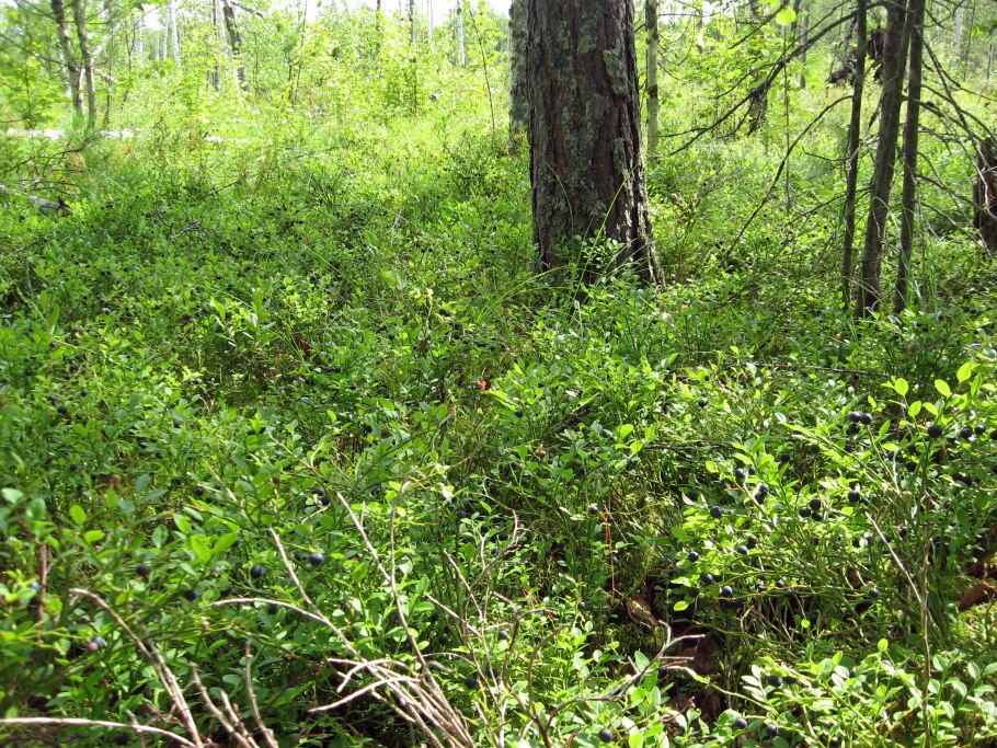 Черничники под Вырицей