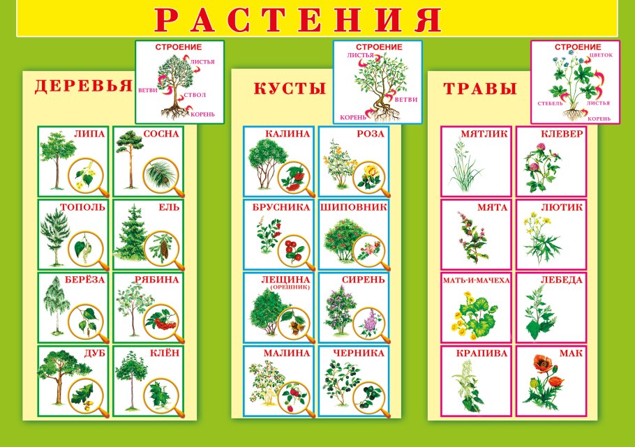 Растительный мир для дошкольников