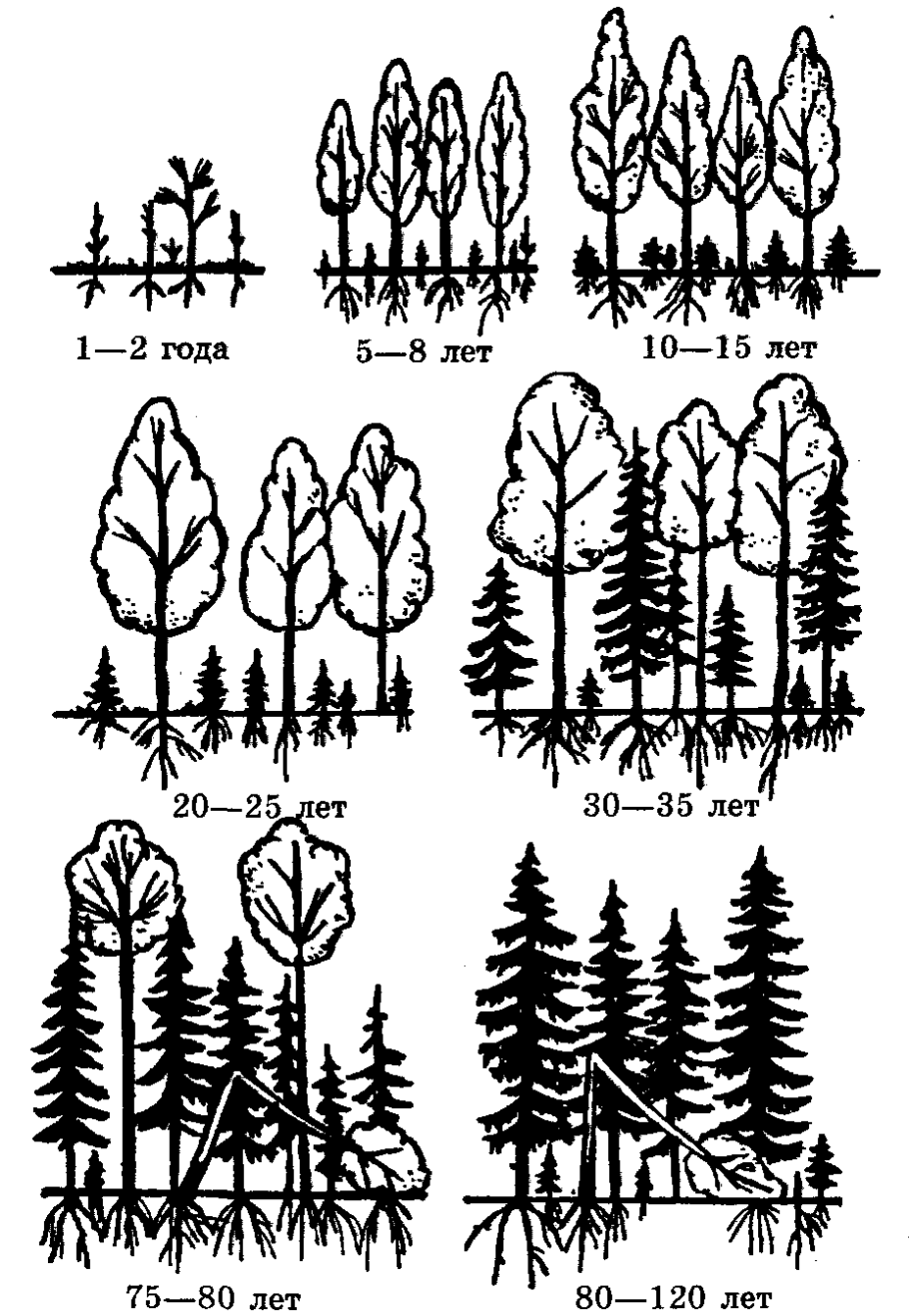 Сукцессия елового леса