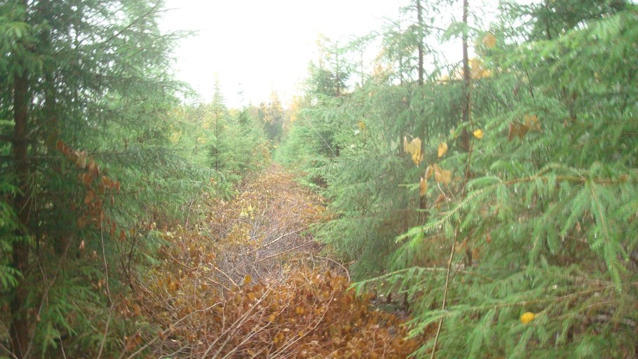 Реконструкция малоценных насаждений