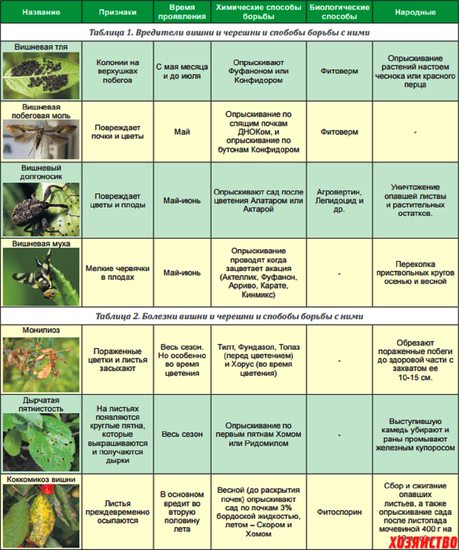 Схема защиты черешни от болезней и вредителей