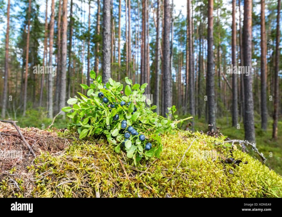 Бор Сосновый мох черничник