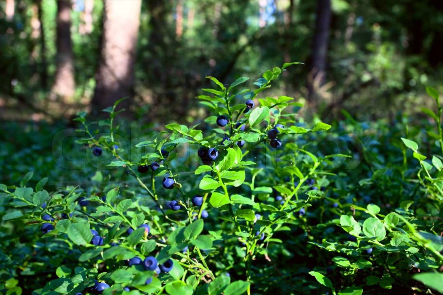Черника Лесная куст