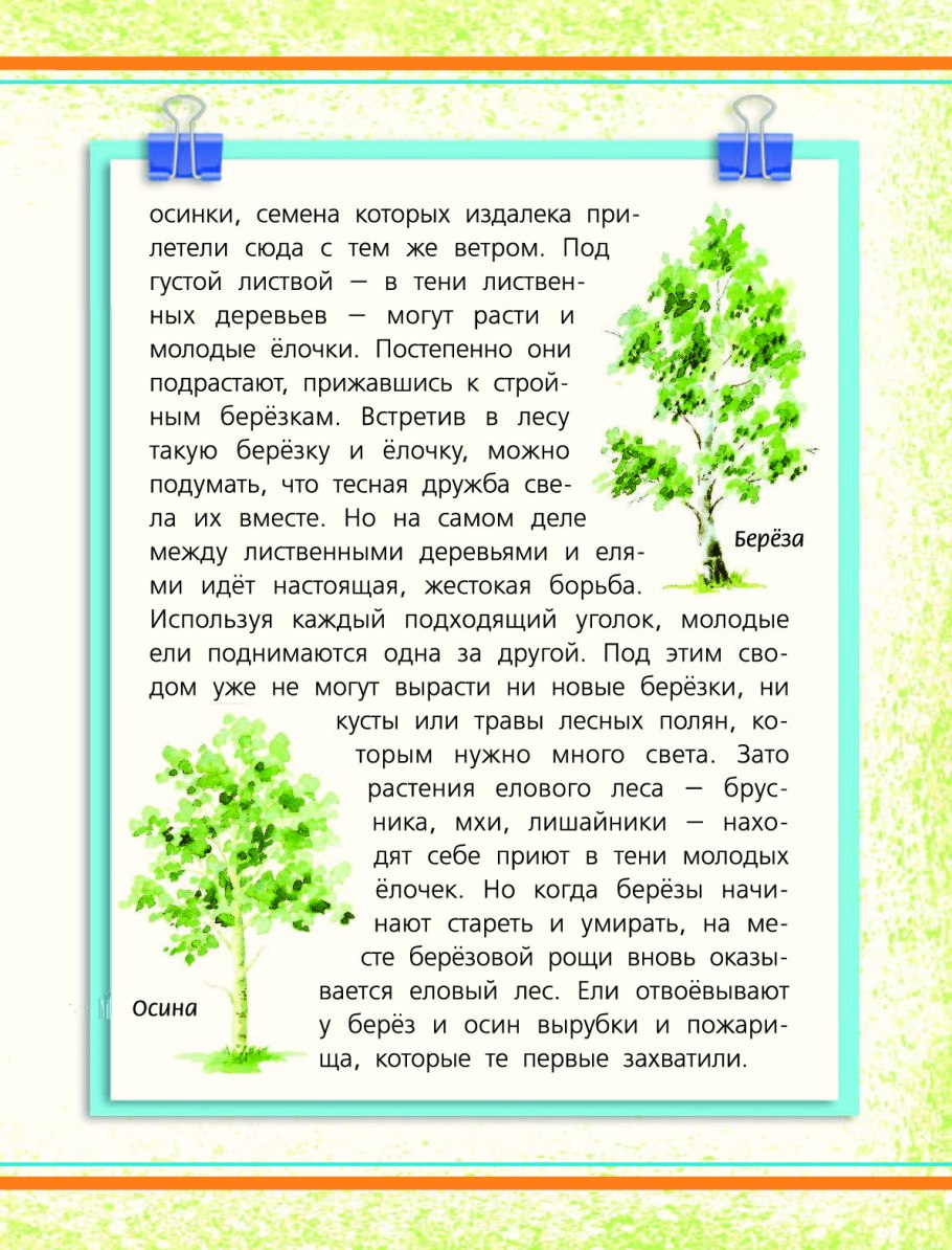 Бианки береза