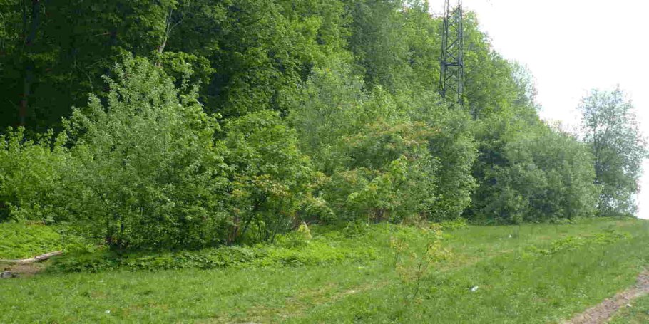 Опушка деревьев и кустарников