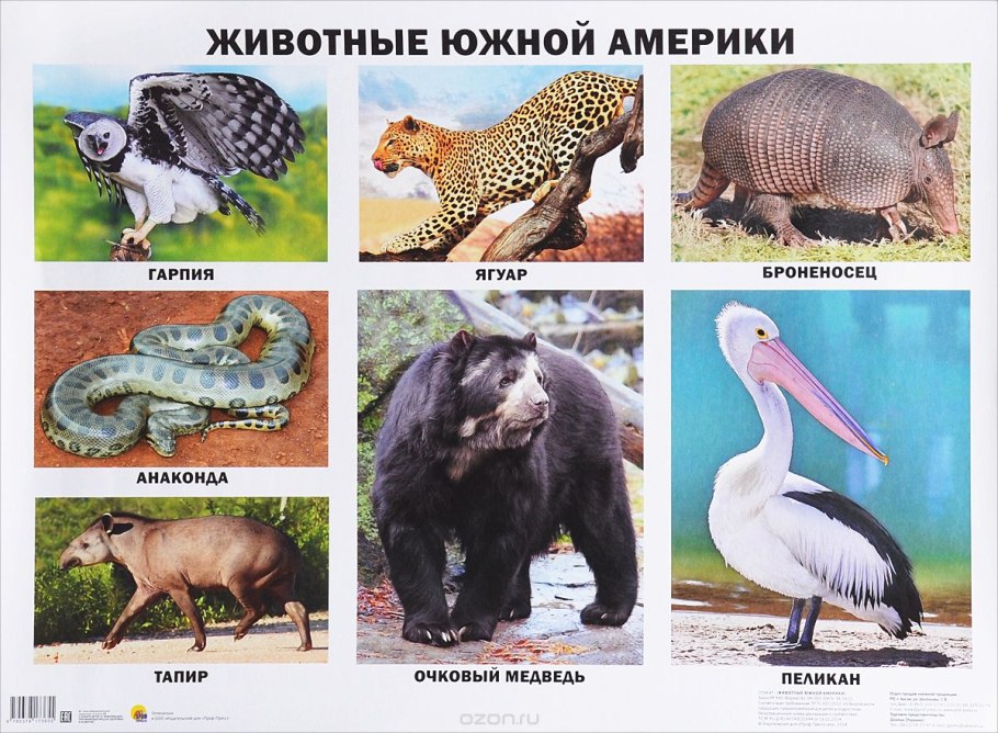 Животныеюжноц Америки