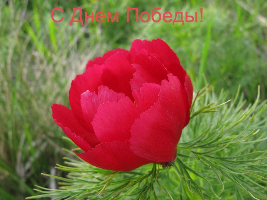 Пион тонколистный jpg