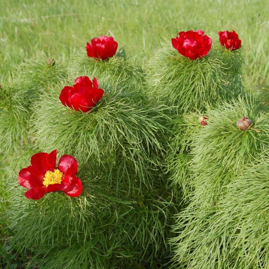 Пион тонколистный Воронец