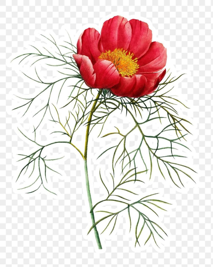 Пион узколистный