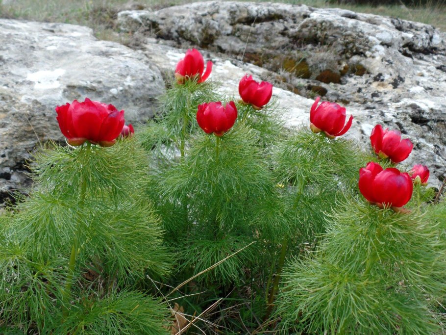 Пион тонколистный красная книга Ульяновской области