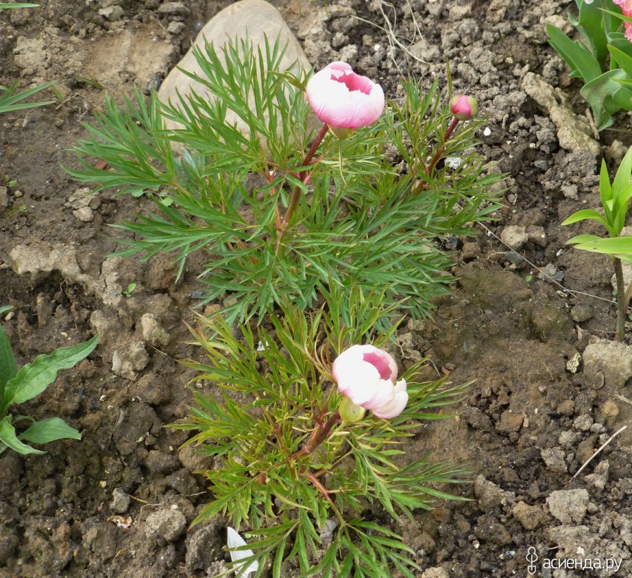 Пион тонколистный адонис