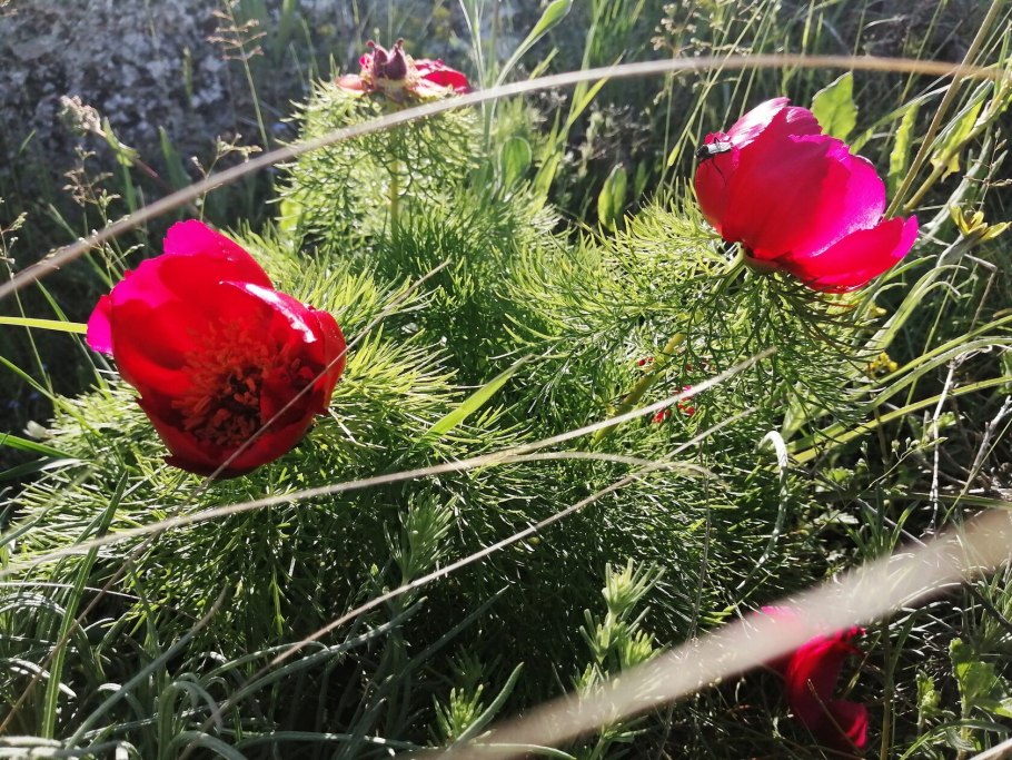 Пион тонколистный махровый