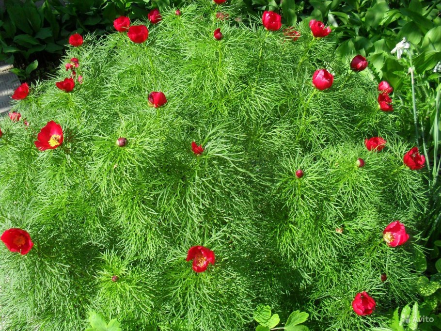 Пион тонколистный Кубань