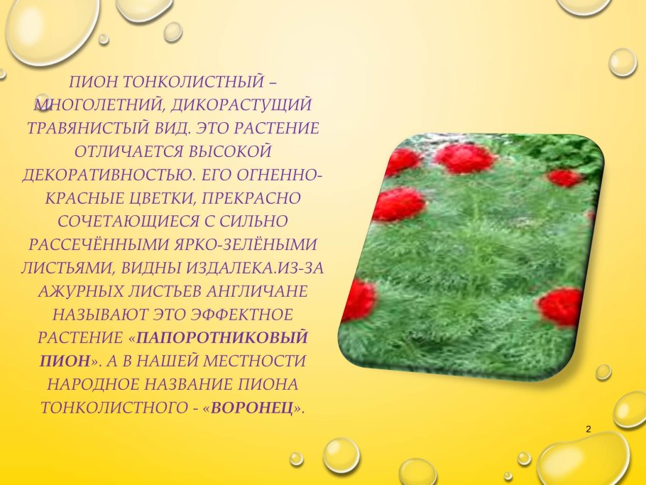 Пион тонколистный всходы