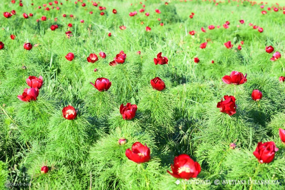 Пион тонколистный