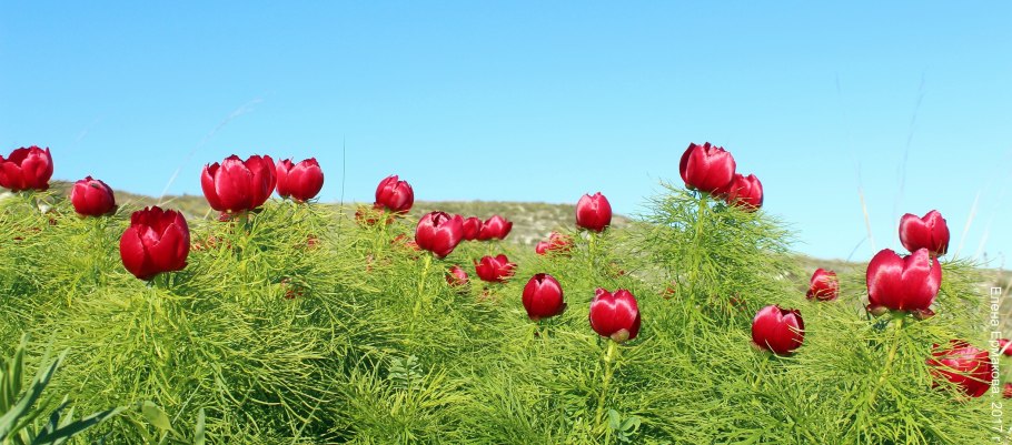 Пион тонколистный ареал