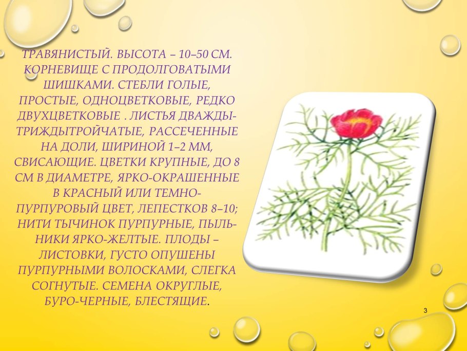 Пион тонколистный розовый