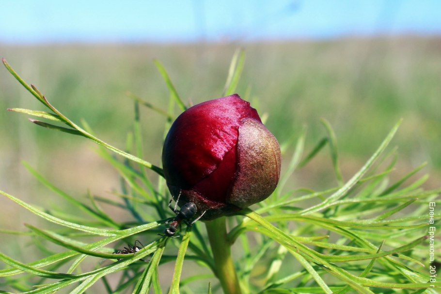 Пион тонколистный дикий
