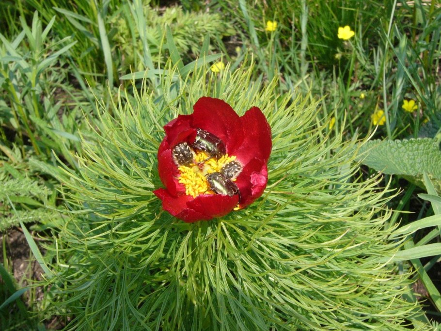 Пион узколистный тонколистный.семена