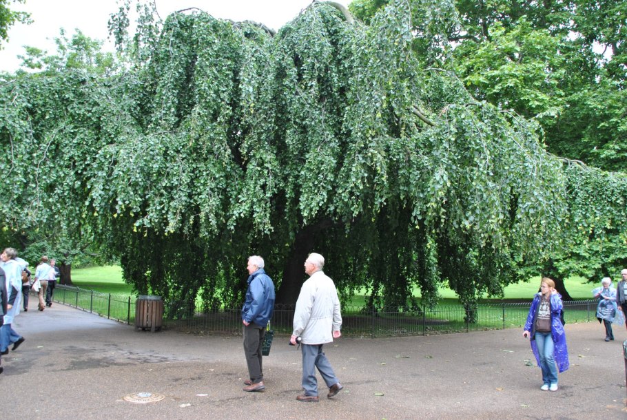 Alnus incana 'pendula'