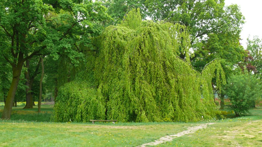 Бук Лесной pendula