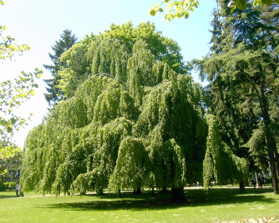 Береза повислая Лациниата
