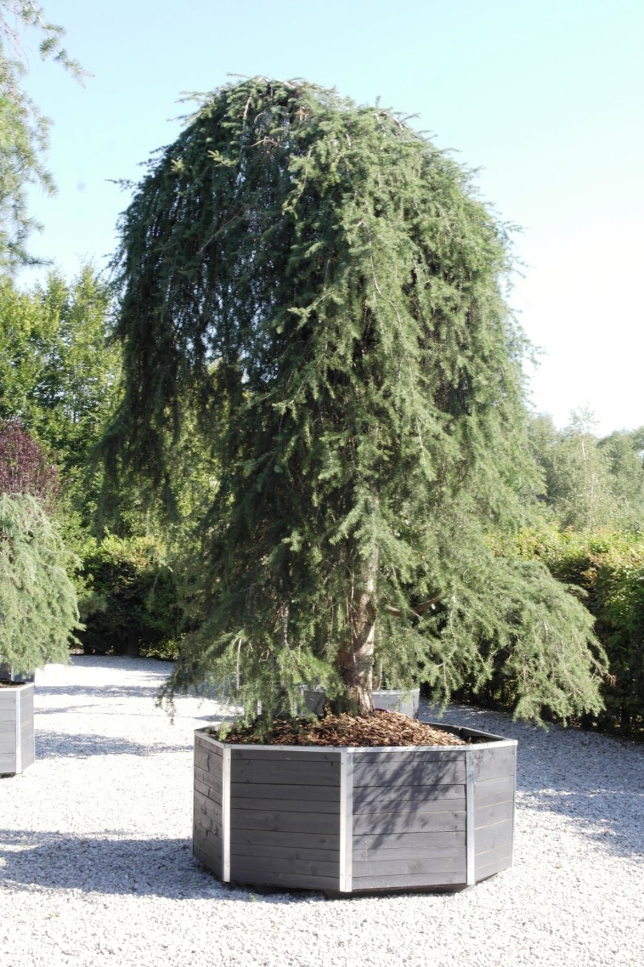Береза повислая Weeping Birch