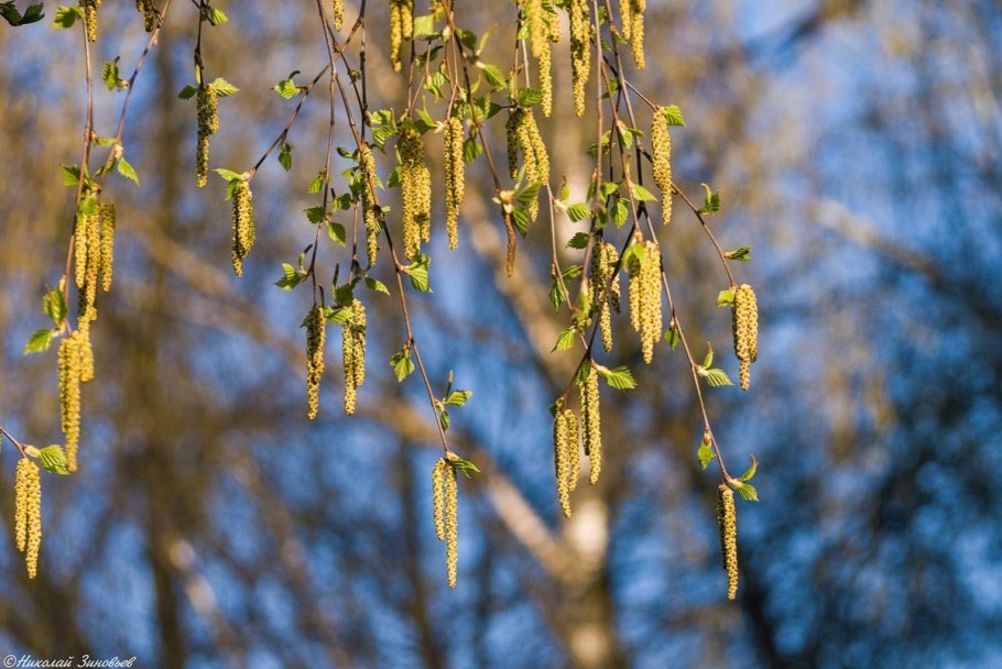 Береза повислая Betula pendula “Youngii”