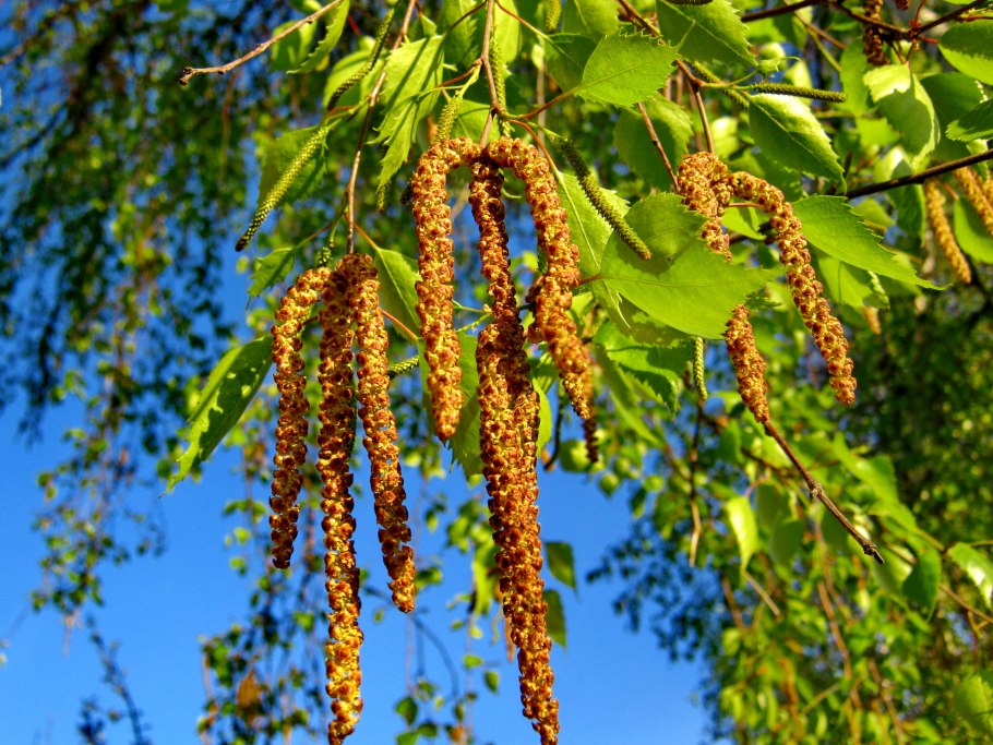 Береза повислая Betula pendula “Youngii”