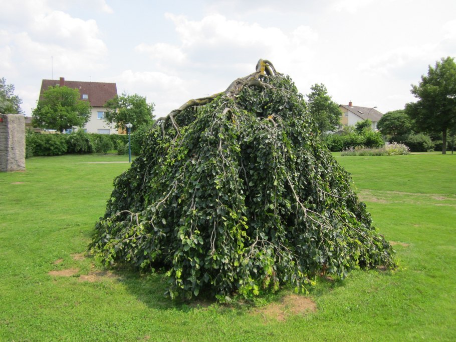 Береза повислая Youngii