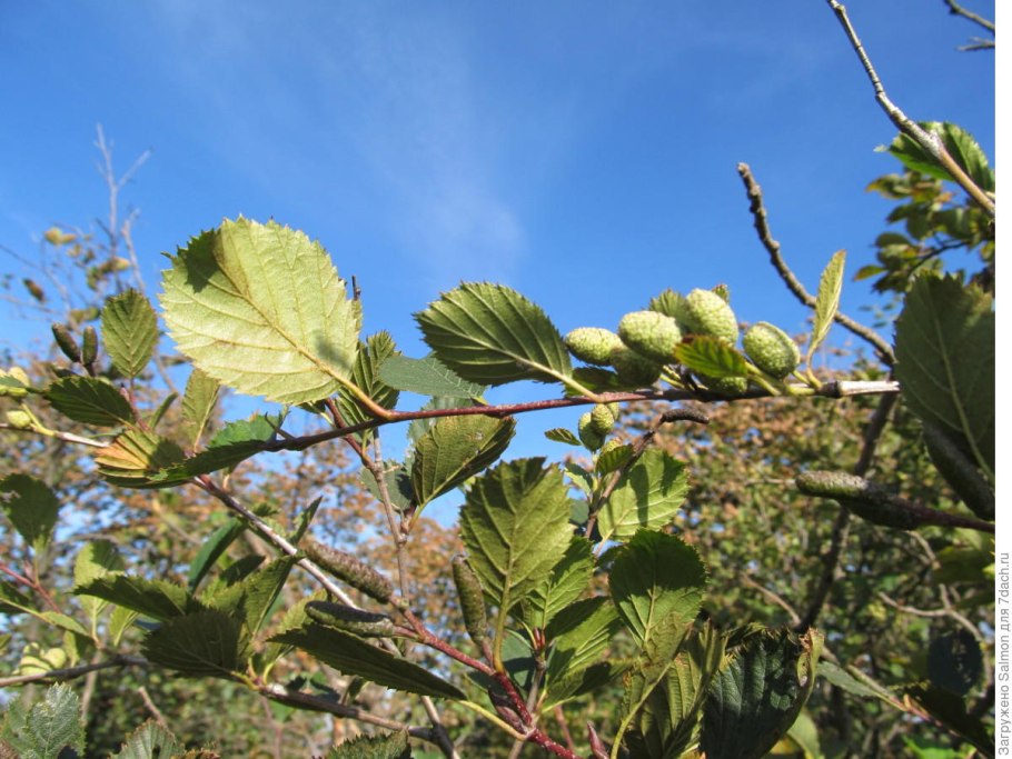 Береза повислая Пендула Нана