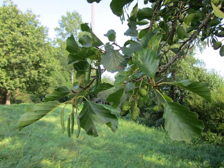 Софора плакучая Пендула заставка на рабочий
