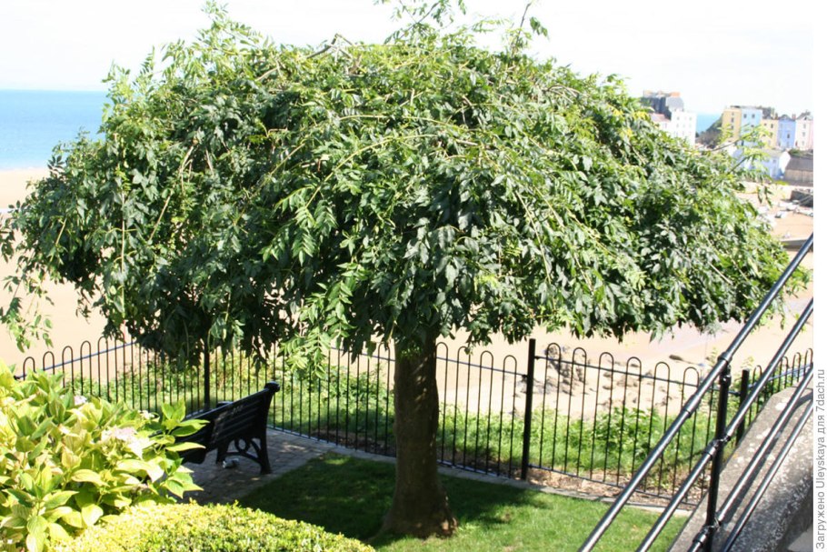 Плакучий Мерседес