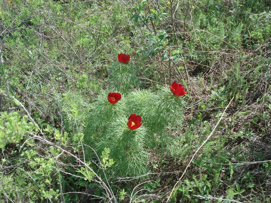 Пион тонколистный и Мак
