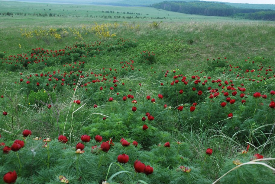 Пион тонколистный Орленок