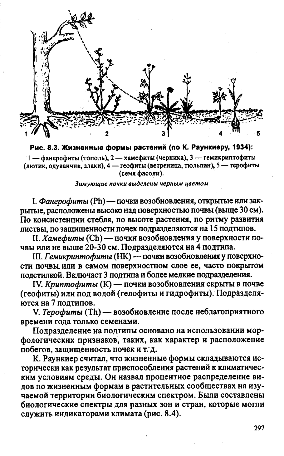 Жизненные формы по Раункиеру схема