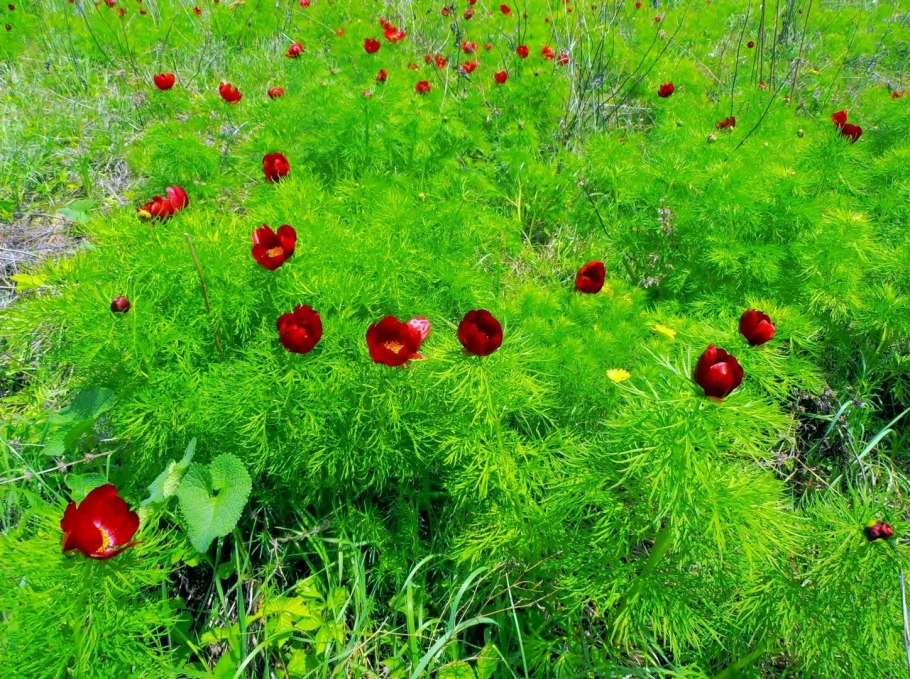 Пион уклоняющийся Пионовые
