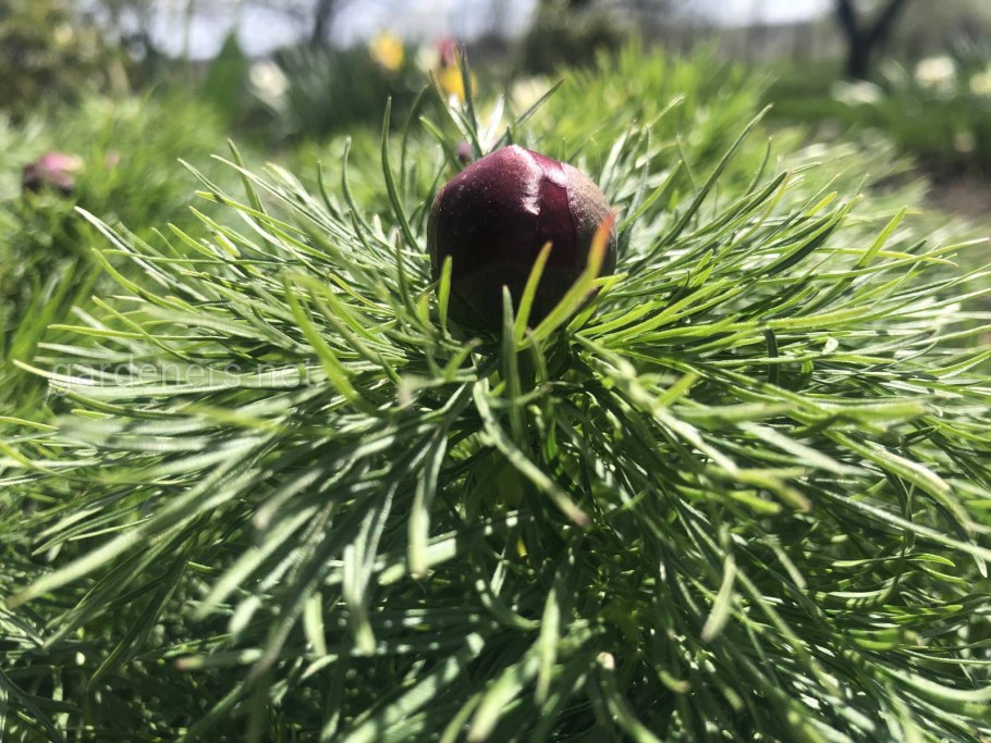 Пион тонколистный в Крыму