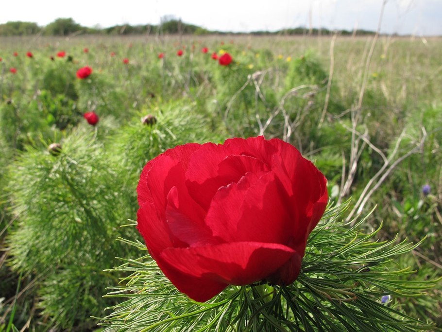 Картинки пиона канадский бриллиант