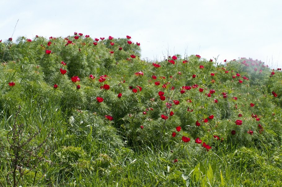 Пион тонколистный Степной