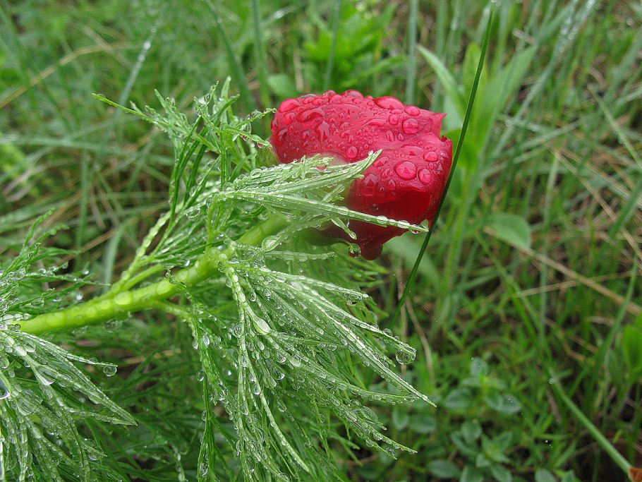 Дикий пион в клумбе