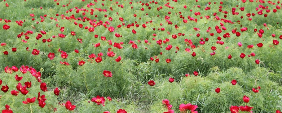 Пион Луговой тонколистного