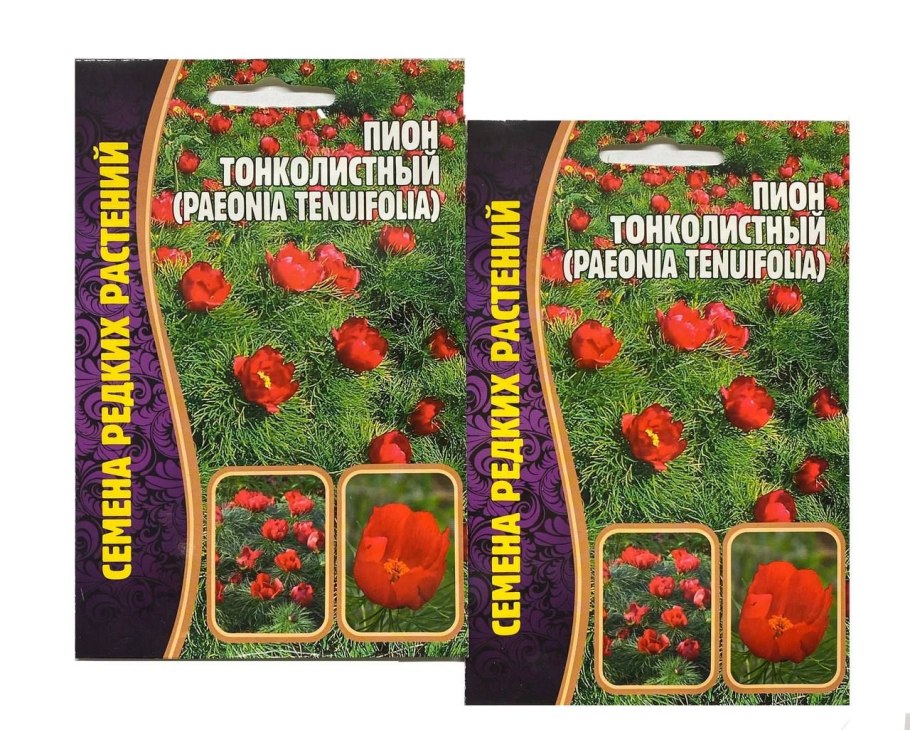 Пион тонколистный в клумбе