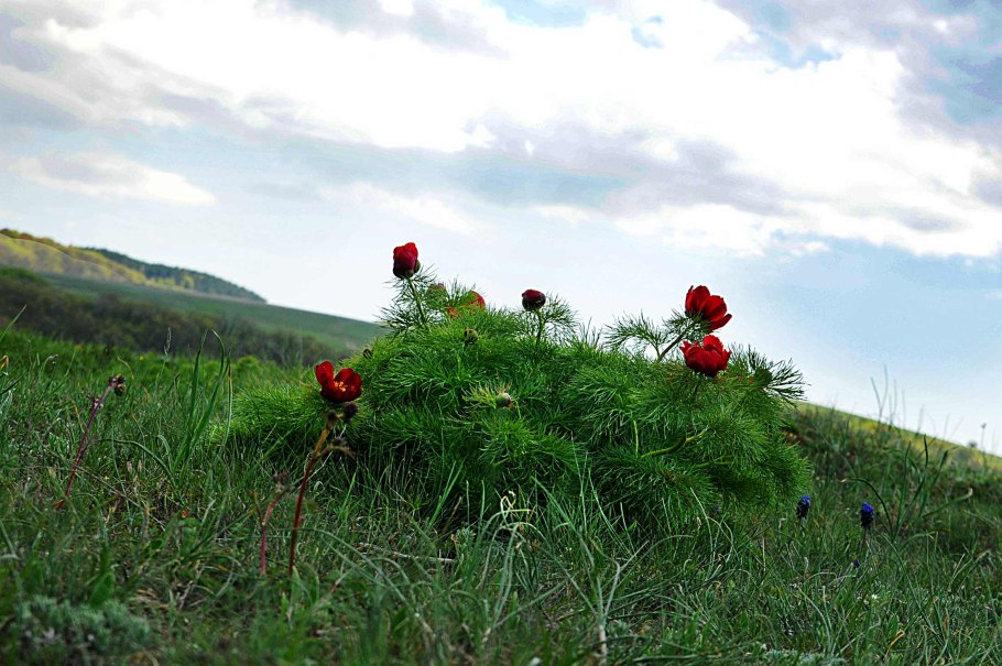 Пион тонколистный Блэк ай