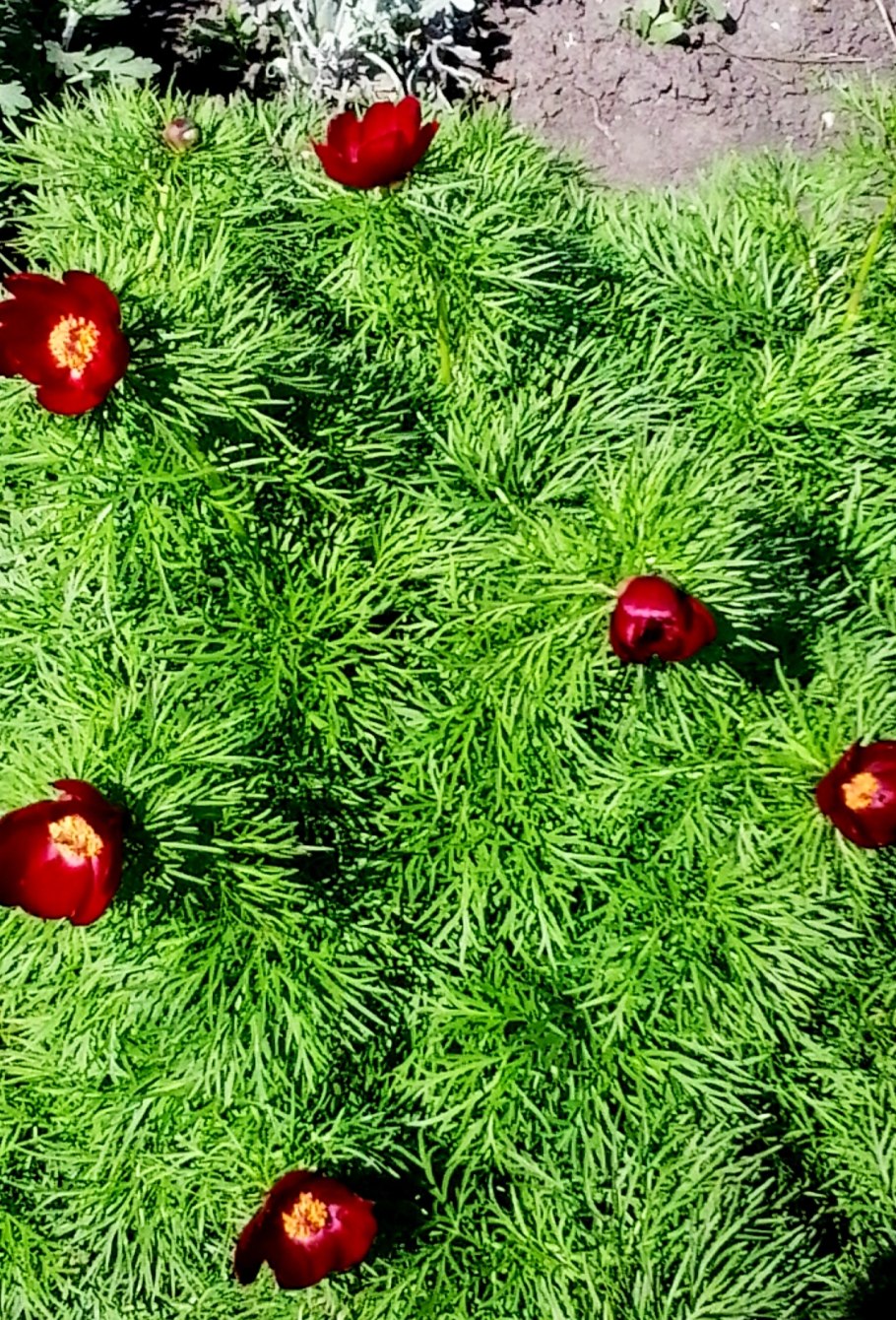 Пион тонколистный Paeonia tenuifolia