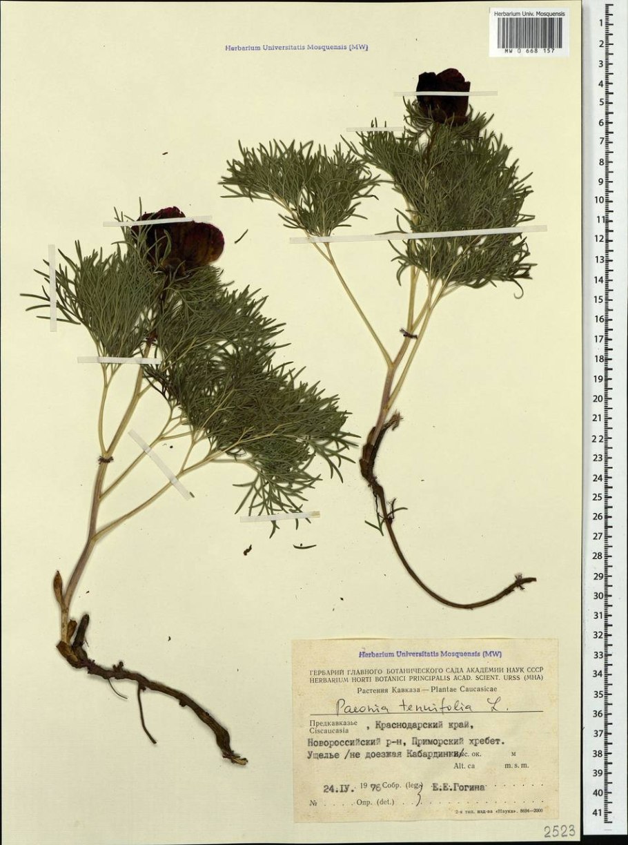 Пион тонколистный зимовка