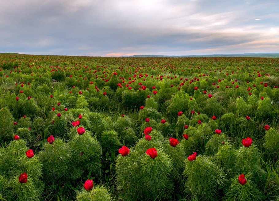Пион тонколистный махровый